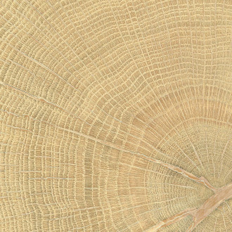 Dlažba Emil W-Circles oak 10x10 cm mat 00ENJD68