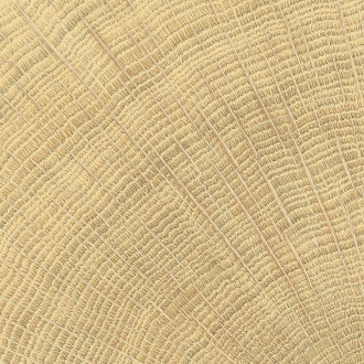 Dlažba Emil W-Circles oak 10x10 cm mat 00ENJD68